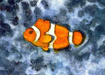 "Clown Fish" by Sherry Ackerman, Cottage Grove WI - Watercolor